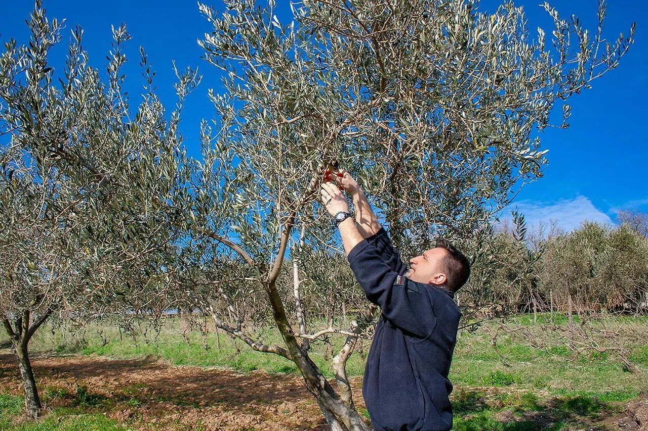 Rooms Agroturizam Romano Buje